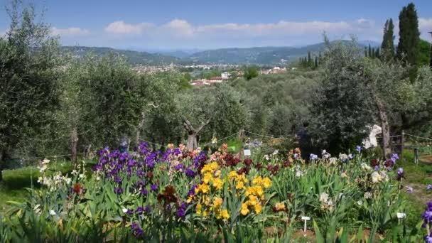 Όμορφες Ανθισμένες Ίριδες Έναν Κήπο Ελιές Κοντά Στην Πλατεία Μικελάντζελο — Αρχείο Βίντεο