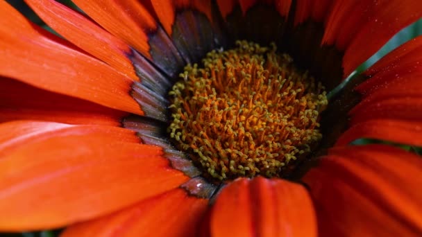 Gazania Flower Extrém Közelsége Gazania Narancssárga Virágai Gazania Dél Afrikában — Stock videók
