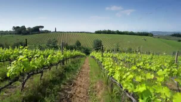 Flyger Genom Gröna Vinraderna Chianti Classico Området Nära Greve Chianti — Stockvideo