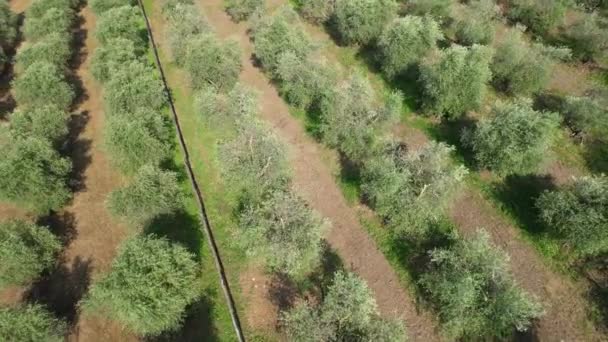 Pemandangan Udara Dari Kebun Zaitun Yang Indah Tuscany Daerah Chianti — Stok Video
