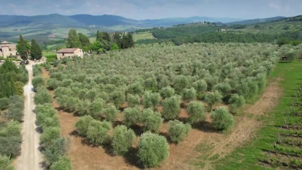 Uitzicht Vanuit Lucht Een Olijfgaard Toscane Chianti Classico Italië — Stockvideo