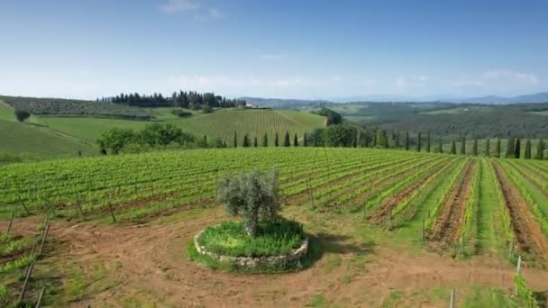 Beautiful Aerial View Green Rows Vines Olive Trees Blue Sky — Stock Video