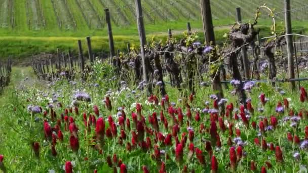 Red Purple Flowers Rows Young Vineyards First Shoots Spring Flowers — Stock Video