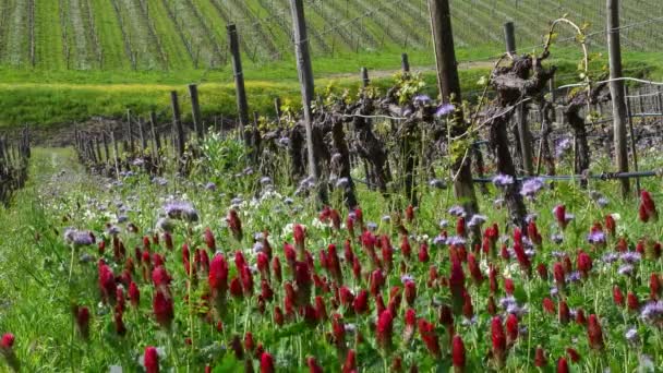 Flowers Rows Young Vineyards First Shoots Spring Flowers Create Ecosystem — Stock Video