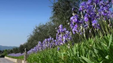 Tuscany 'nin Chianti bölgesinde rüzgarda sallanan güzel çiçek açan irisler ve zeytin ağaçları. Mavi gökyüzü. İris (Iris Pallida), Floransa şehrinin sembolüdür. İtalya.