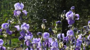 Toskana 'nın Chianti bölgesinde rüzgarda sallanan mor süsen çiçekleri. İris (Iris Pallida), Floransa şehrinin sembolüdür. İtalya.