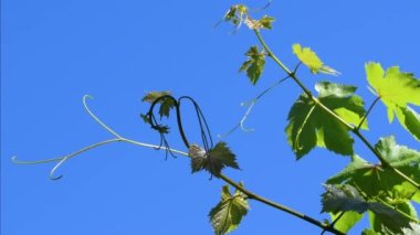 Genç yeşil sarmaşık yaprakları rüzgârda sallanıyor bir üzüm bağında çarpıcı mavi gökyüzüne karşı. Toskana, İtalya.