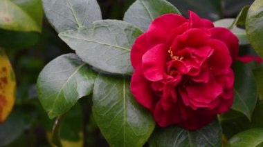 Nisan 'da kırmızı kamelya çiçeklerine yakın çekim. Kamelya, Theaceae familyasından bir bitki cinsidir..