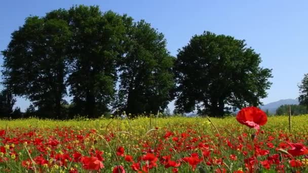 在托斯卡纳 红色的罂粟在风中摇曳 黄色的花朵在背景上摇曳 意大利 — 图库视频影像