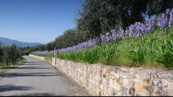 Belas Íris Florescentes Com Oliveiras Balançando Vento Região Chianti Toscana — Vídeo de Stock