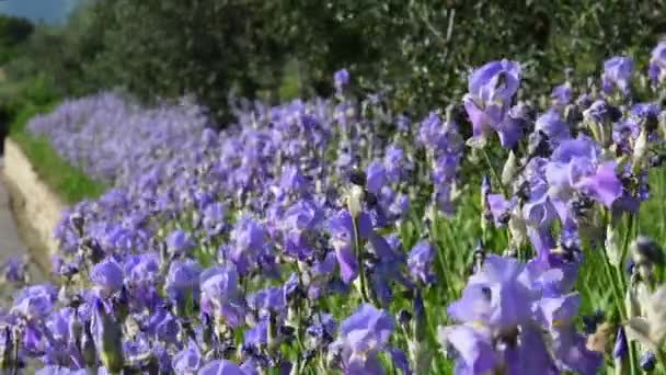 Bunga Iris Ungu Mekar Antara Pohon Zaitun Bergoyang Dalam Angin — Stok Video