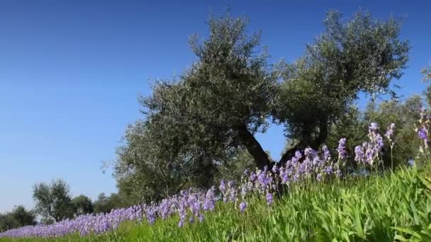 Εκπληκτικές Μωβ Ίριδες Ελαιόδεντρα Ταλαντεύονται Στον Άνεμο Ενάντια Στον Γαλάζιο — Αρχείο Βίντεο