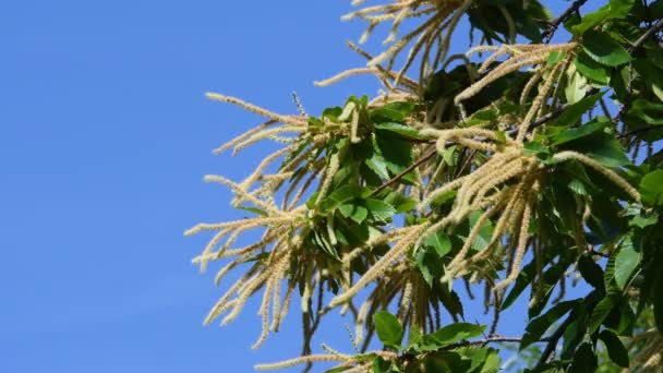 栗子枝干盛开 在夏天迎风摇曳 迎着蓝天 托斯卡纳Apennines山上的栗树林 Castanea Sativa 意大利 — 图库视频影像