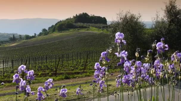 Vackra Lila Blommande Iris Gungar Vinden Toscana Chianti Region Vid — Stockvideo