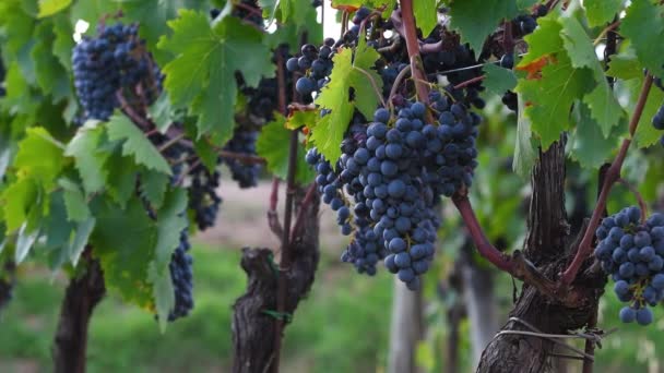 収穫の直前にブドウ畑に黒いブドウの束 Chianti ChiantiのGreve近くのChianti Classicoエリア イタリアのトスカーナ州 — ストック動画