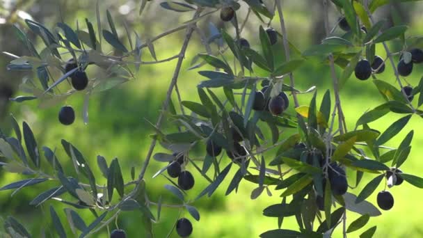 Спелые Оливки Свисают Ветки Период Сбора Оливок Районе Кьянти Тоскане — стоковое видео