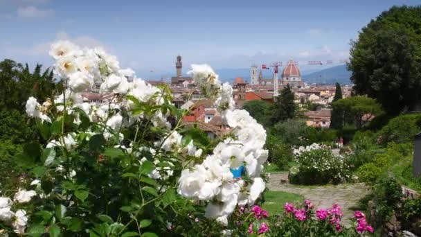 美丽的白玫瑰绽放在市政厅 佐藤钟楼和圣玛丽亚 德尔菲奥雷主教座堂的后面 玫瑰花园意大利佛罗伦萨 — 图库视频影像