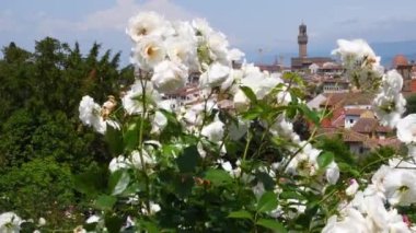 Floransa 'da Michelangelo Meydanı yakınlarında beyaz güller. Arka planda Belediye Binası Kulesi (Palazzo Vecchio) var. İtalya