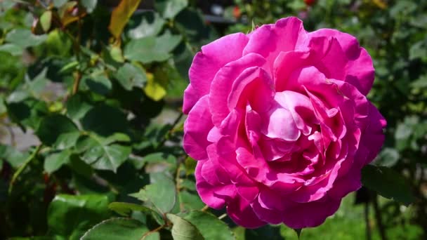 Όμορφο Τριαντάφυλλο Άνθιση Στον Κήπο Τριαντάφυλλο Στη Φλωρεντία Κοντά Στην — Αρχείο Βίντεο