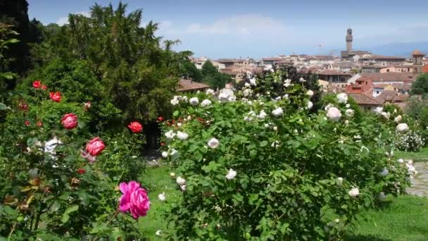 Famoso Rose Garden Perto Praça Michelangelo Florença Fundo Torre Câmara — Vídeo de Stock