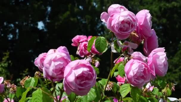 Rosas Rosadas Florecientes Jardín Florencia Italia — Vídeo de stock