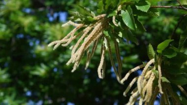 Chestnut branches bloom and sway in the wind during the summer season. Chestnut forests (Castanea Sativa) on Apennines mountains in Tuscany. Italy selective focus