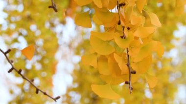 Ginkgo biloba ağacının güzel yaprakları sonbahar mevsiminde koyu sarıya döner. Ginkgo Biloba sarı yapraklarına yakın çekim.