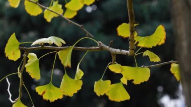 # Sonbaharda bir ginkgo biloba ağacının yeşil-sarı yelpaze şekilli yaprakları hafif esintide sallanıyor #.