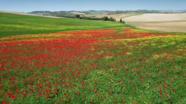 Flight over beautiful field of red poppies with blue sky in Tuscany. Italy.