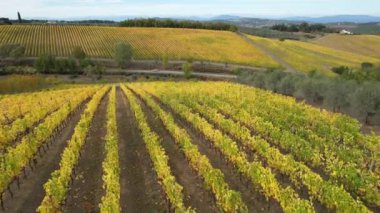 Floransa ve Siena arasındaki Chianti Classico 'nun göbeğindeki üzüm bağları sonbahar mevsiminde sararır. San Casciano Val di Pesa, İtalya yakınlarındaki Chianti bölgesindeki sarı üzüm bağlarının üzerinden uçuş.