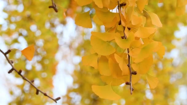 Překrásné Listy Ginkgo Biloba Stromu Podzim Změní Sytě Žlutou Detailní — Stock video