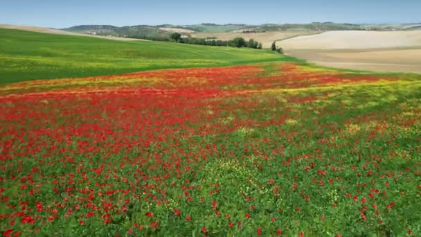 Flight Beautiful Field Red Poppies Blue Sky Tuscany Italy — ストック動画