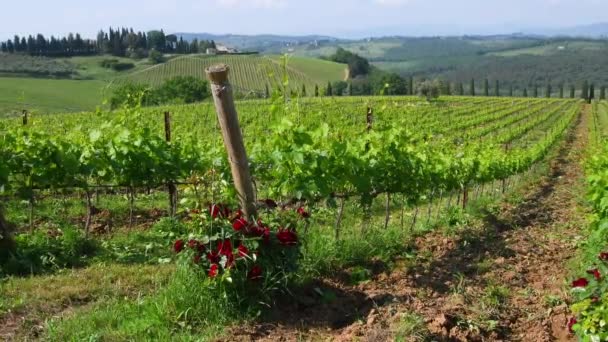 位于意大利奇安提格里夫附近的Chianti Classico地区的红玫瑰和一排排绿藤 — 图库视频影像