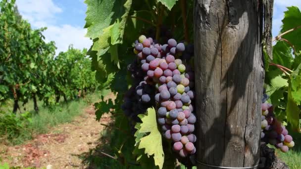 Grona Winogron Dojrzewają Sierpniu Przed Okresem Zbiorów Winogron Przeznaczonych Produkcji — Wideo stockowe