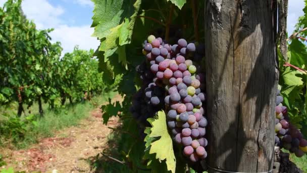 在托斯卡纳的Chianti Classico地区 葡萄收获之前 葡萄园里的一串美丽的葡萄被用来生产葡萄酒 意大利 平板相机运动 — 图库视频影像