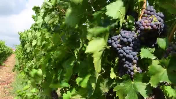 Tuscany的Chianti Classico地区 在葡萄收获期前的8月份 成束葡萄成熟 用于酿酒 意大利 — 图库视频影像