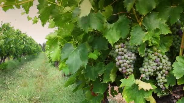 Kumpulan Anggur Putih Kebun Anggur Sebelum Masa Panen Wilayah Chianti — Stok Video