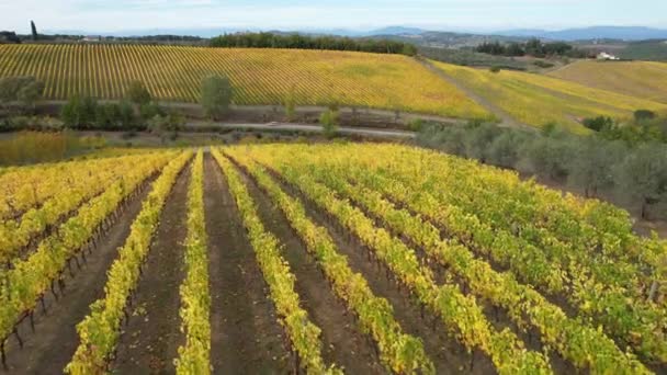 キアンティ クラシコの中心部 フィレンツェとシエナの間のブドウ畑は秋の季節に黄色に変わります イタリアのSan Casciano Val Pesa付近のChianti地域の黄色のブドウ畑を飛ぶ — ストック動画