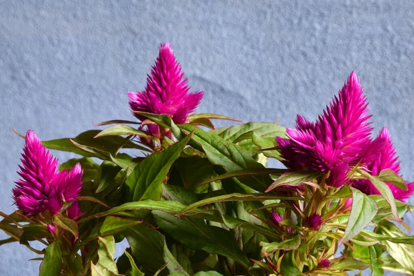 Deep Purple Celosia Pflanze Isoliert Auf Rauem Indigo Hintergrund — Stockfoto
