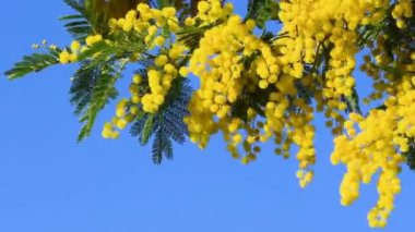 Sarı Mimosa 'nın çiçek açması (Acacia deal bata), güneşli bir günde mavi gökyüzüne karşı esintide hareket eder. 8 Mart 'ta Uluslararası Kadınlar Günü için Mimosa çiçekleri.
