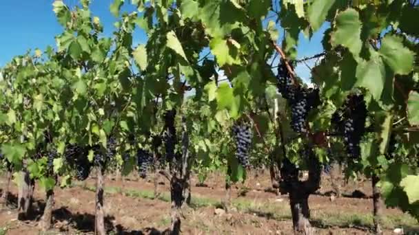 Trossen Zwarte Druiven Die Vlak Voor Oogst Aan Wijngaarden Hangen — Stockvideo