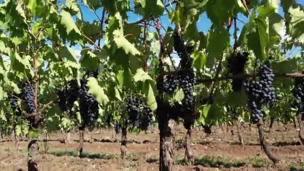 Des Grappes Raisins Noirs Suspendues Aux Vignes Juste Avant Récolte — Video