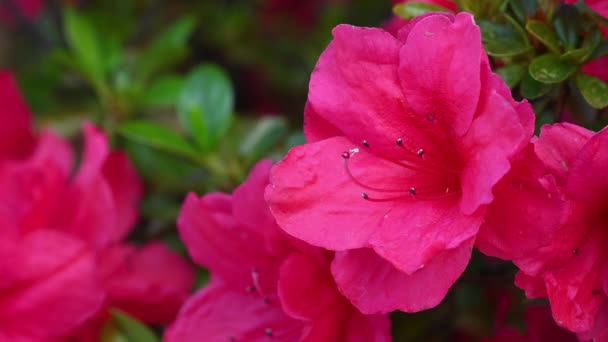 Lindas Flores Cor Rosa Azalea Primavera Azalea Pertence Gênero Rhododendron — Vídeo de Stock