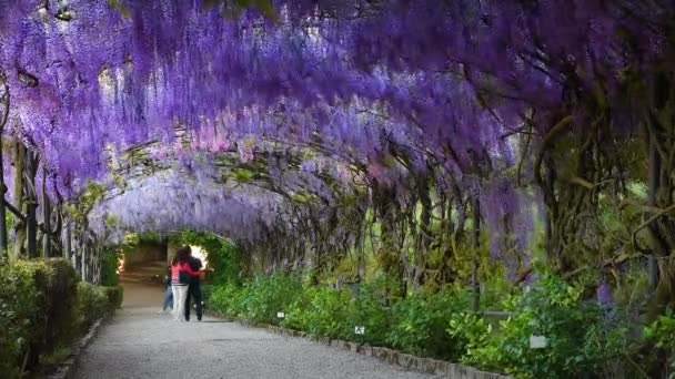 Florence Avril 2022 Touristes Sous Beau Tunnel Glycine Pourpre Fleurs — Video