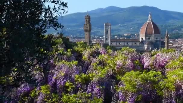 从米开朗基罗广场附近的花园俯瞰圣玛利亚大教堂 佐藤钟塔和佛罗伦萨市政厅宫殿 盛开的紫藤在前景中 意大利 — 图库视频影像
