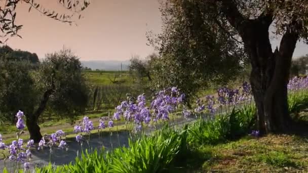Bloeiende Irissen Wuivend Wind Chianti Regio Van Toscane Bij Zonsondergang — Stockvideo
