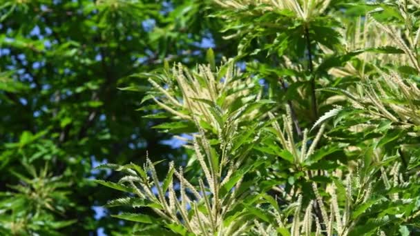 Chestnut Branches Bloom Sway Wind Summer Season Chestnut Forests Castanea — Stockvideo