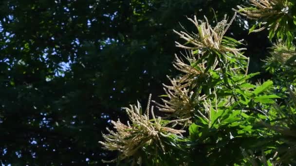Chestnut Branches Bloom Sway Wind Summer Season Chestnut Forests Castanea — Stock video