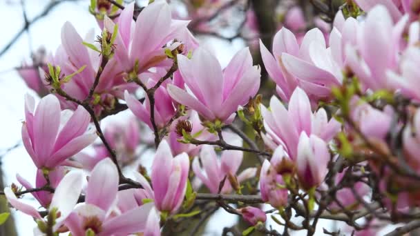 Magnolia Soulangeana Bloom Close Pink Magnolia Blossoms Spring Season Deciduous — Stock Video