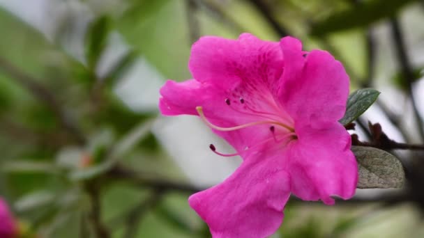 Feche Flores Rosa Azalea Primavera Azalea Pertence Gênero Rhododendron Foco — Vídeo de Stock